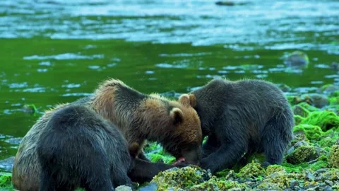  Two Brown Bears Interacting by River Stock Footage 322549206