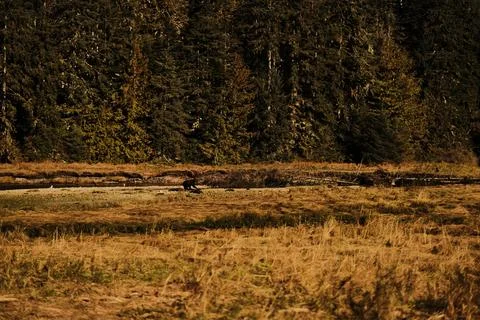 Two brown bears interacting in a stream 9 Stock Photos