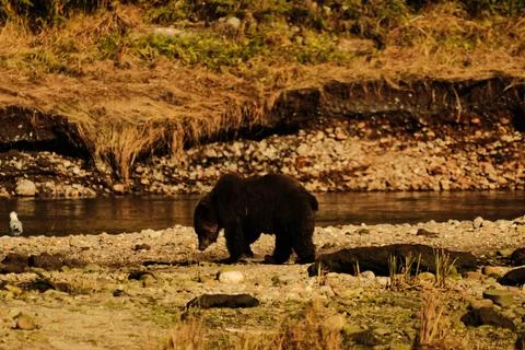 Two brown bears interacting in a stream 7 Stock Photos
