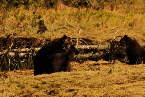 Two brown bears interacting in a stream 8 Stock Photos