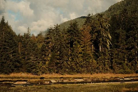 Two brown bears interacting in a stream 13 Stock Photos