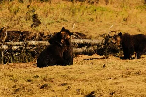 Two brown bears interacting in a stream 12 Stock Photos