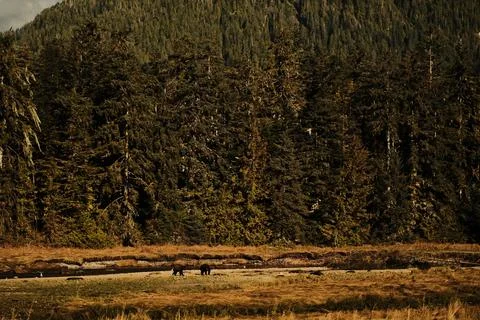 Two brown bears interacting in a stream 11 Stock Photos
