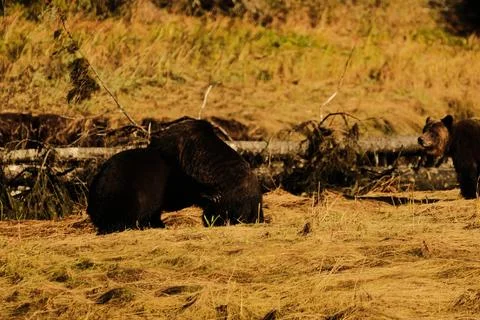 Two brown bears interacting in a stream 15 Stock Photos
