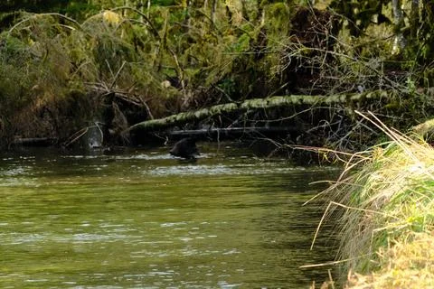 Two brown bears interacting in a stream 17 Stock Photos