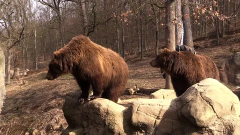 Two brown bears looking around in the nice exposure with forest background Stock Footage 87319061