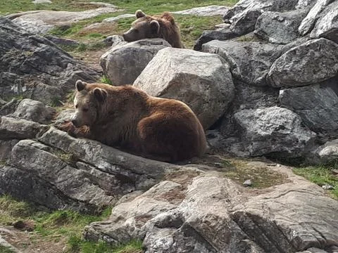 Two brown bears lying on the rocks Stock Photos