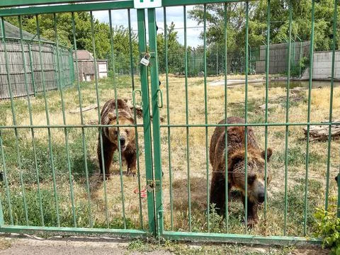 Two brown bears at Oradea Zoo, Romania Фото