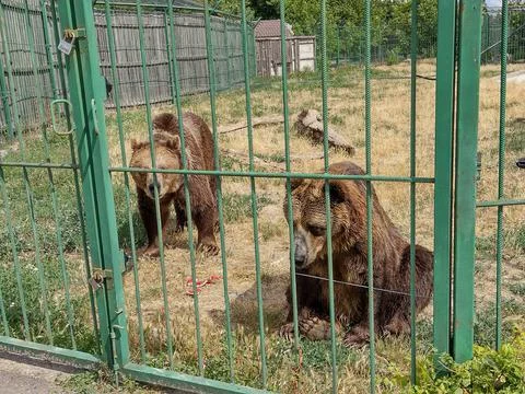 Two brown bears at Oradea Zoo, Romania Stock Photos