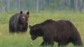 Two Brown Bears passing in the moor Video HD