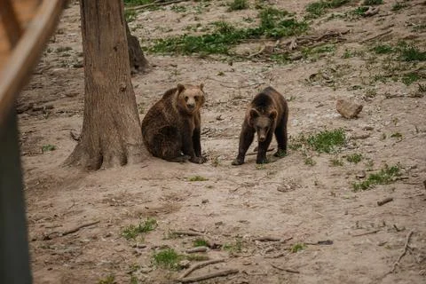 Two brown bears play with each other in the forest Stock Photos