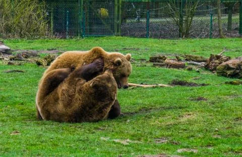 Two brown bears playing with each other, two bears having fun, common animals Stock Photos