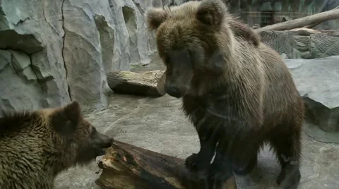Two brown bears playing in Zoo enclosure Video stock 47909720