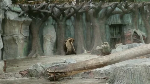 Two brown bears playing in Zoo enclosure Stock Footage 47909798