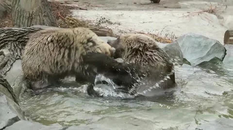 Two brown bears playing in Zoo enclosure Stock Footage 47909916