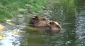 Two Brown Bears refreshing and scratching in water HD Footage