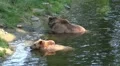 Two Brown Bears refreshing in water HD Footage