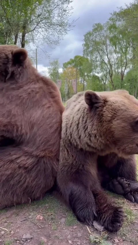 Two brown bears resting together in a grassy enclosure Video stock 335049815