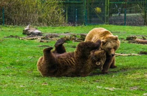 Two brown bears romping with each other, playful animal behavior, common anim Stock Photos