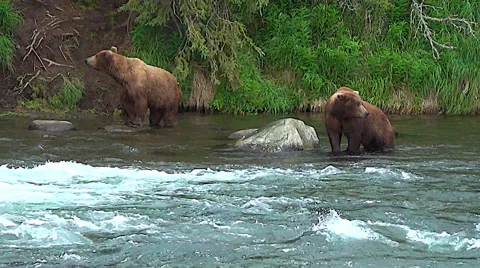 Two Brown Bears in a salmon river are cautious of one another Stock Footage 50671841