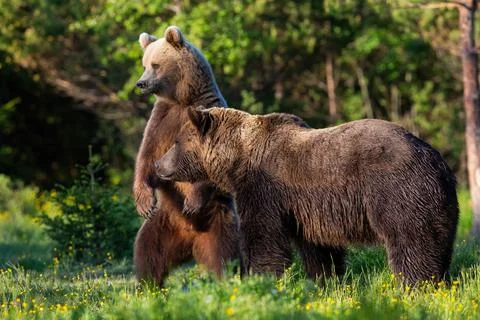 Two brown bears standing in forest in spring nature Stock Photos