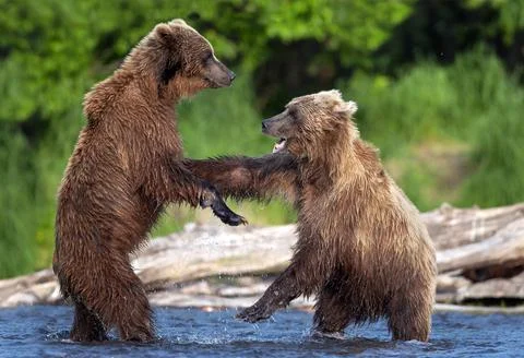 Two brown bears, standing on hind legs, fight on the shore of the river in th Stock Photos
