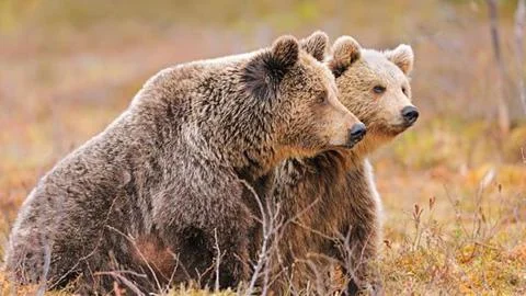 Two Brown Bears Standing Together in Autumn Field Stock Photos