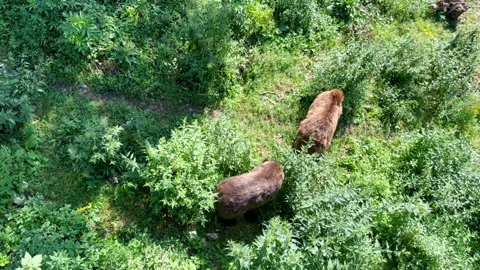Two brown bears on a summer sunny day in nature Stock Footage 246962102