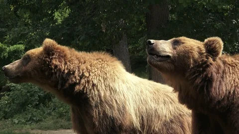 Two brown bears (Ursus arctos arctos) Video stock 91246890