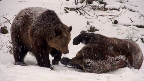 Two brown bears, Ursus arctos, are playing. Two bears in a snowy forest Video stock 230072083