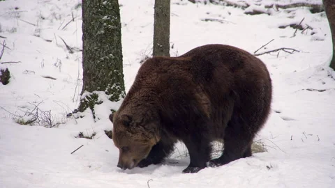 Two brown bears, Ursus arctos, in a snowy forest at the beginning of winter. Stock Footage 230072266