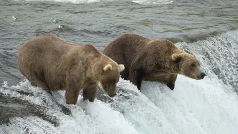 Two Brown Bears waiting for fish at Brooks Falls - Slow Motion 스톡 동영상 327813167