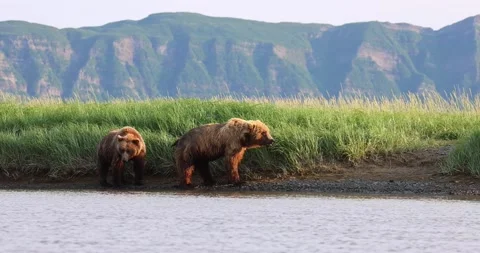 Two brown bears walking Stock Footage 157881810