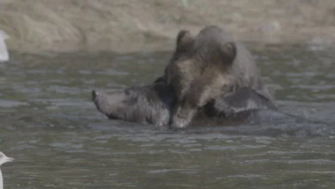 Two brown bears wrestling in a shallow river Stock Footage 344090011