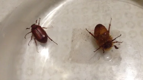 Two Brown Beetles Chafer Melolontha Fabricius Crawling in a glass jar 2 Stock Footage 89325403