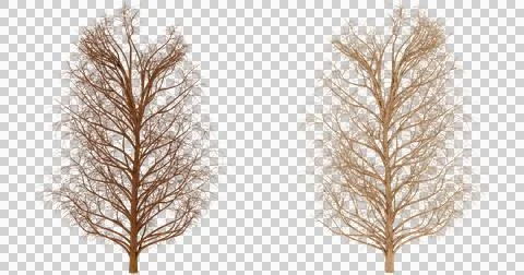 Two Brown Bird Feathers, One Faded, One Bright, Close Up Stock Photos