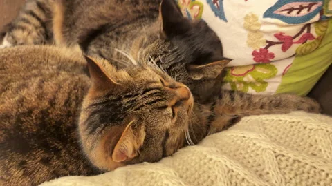 Two brown brother cats lying cuddled on a chair Stock Footage 305791168
