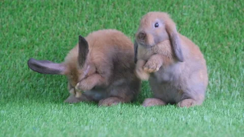 Two brown bunny rabbit clean their foot, face and body after finish eating Stock Footage 139472296