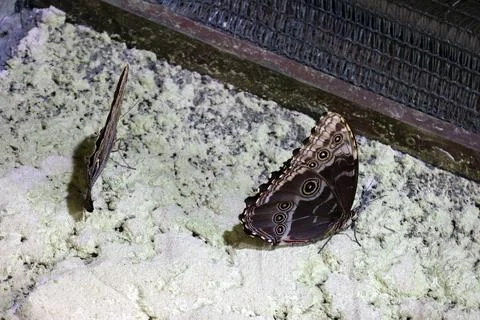 Two brown butterflies with intricate patterns resting on sandy ground insid.. 스톡 사진