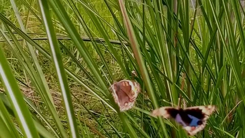 Two Brown Butterflies Resting on Green Grass in Natural Meadow Stock Footage 323828141