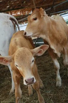 Two brown calf Stock Photos