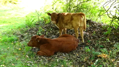 Two brown calves in the shade at The New Forest Stock Footage 244745555