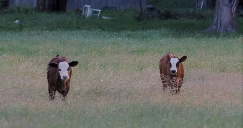 Two Brown Calves walking Stock Footage 108690812
