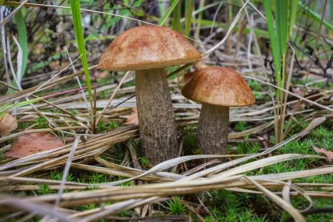 Two brown cap boletus in grass closeup Stock Photos