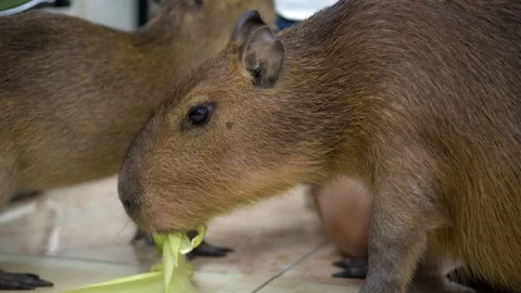 Two brown capybara are standing next to each other Vidéo 342533296