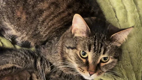 Two brown cats cuddled up on a green blanket Stock Footage 305626355