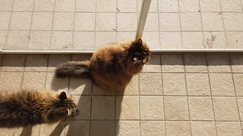 Two brown cats in a garden, looking outside the window Vídeo Stock 122152377