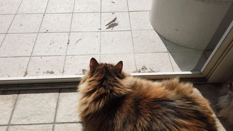 Two brown cats looking a grasshopper in the garden 動画素材 125916187