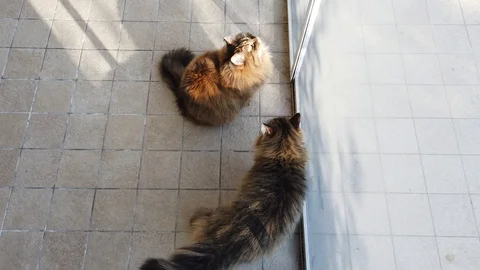 Two brown cats at the window 動画素材 125181558