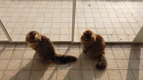 Two brown cats at the window at the sunset, siberian breed Vídeo Stock 122099096